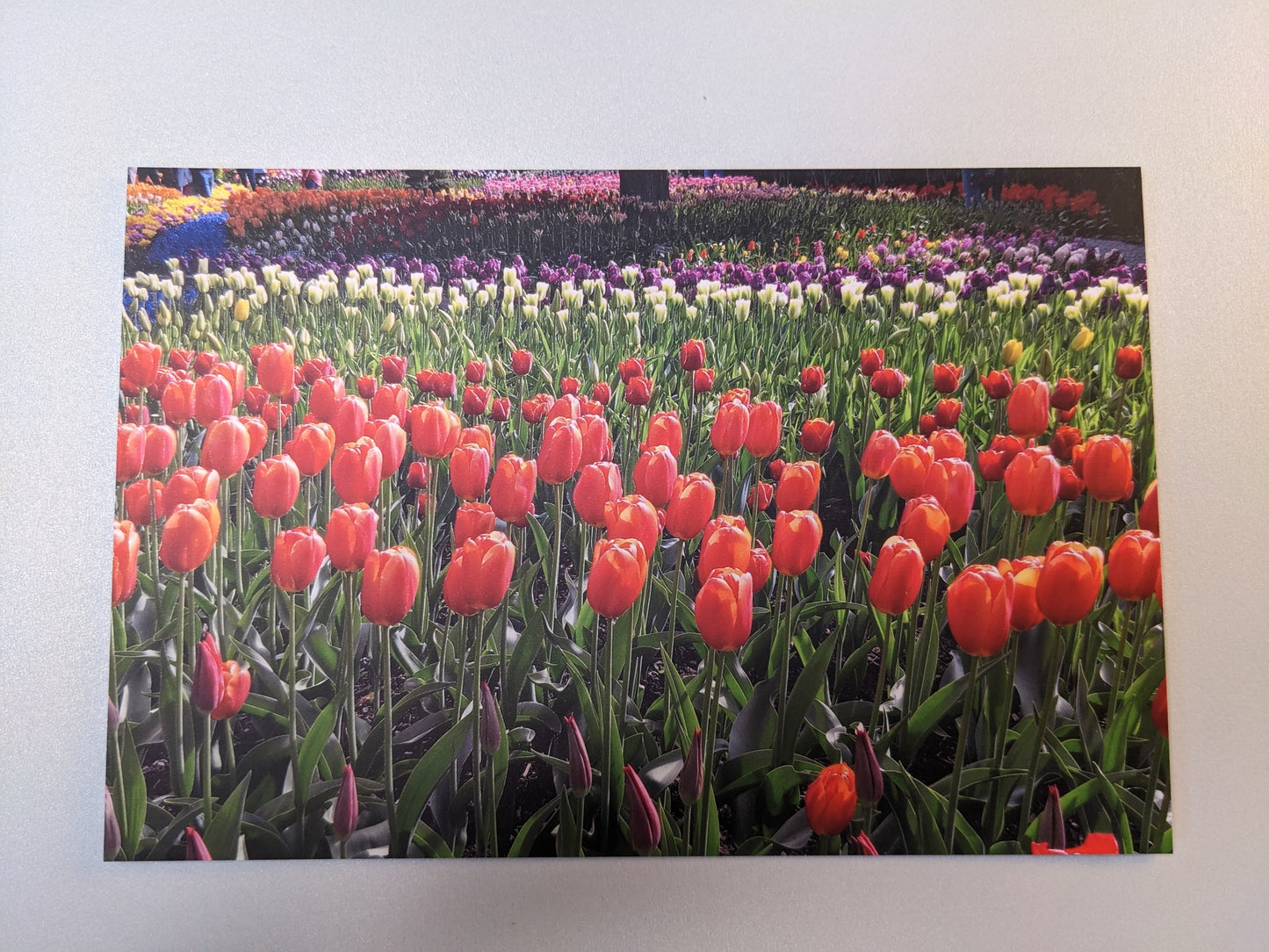 Orange Tulip Field Postcard - Individual