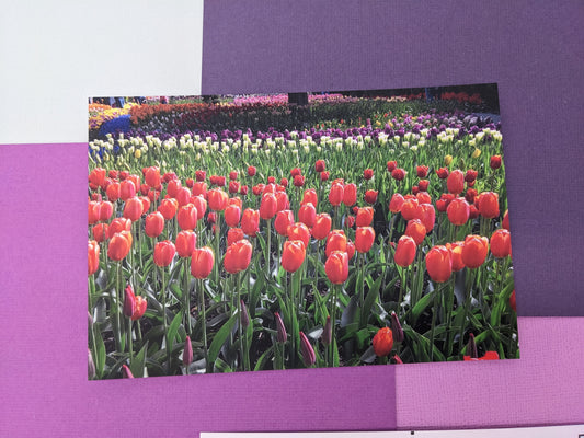 Orange Tulip Field Postcard - Individual